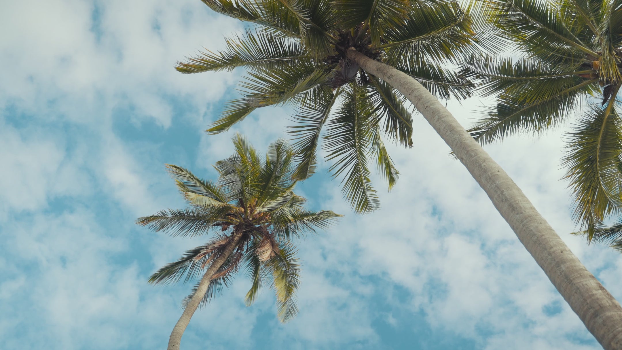 pleascent palm trees swaying